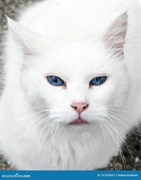 White Cat With Intense Blue Eyes Portrait Stock Image Image Of