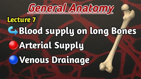 Blood Supply Of Long Bones Venous Drainage Of Long Bones Lecture 7