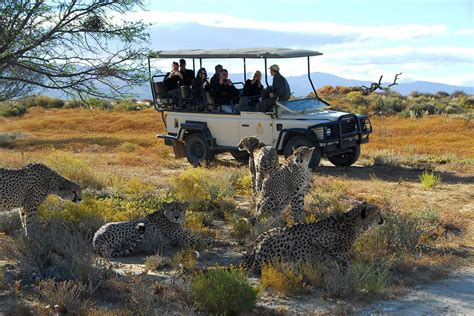 Big 5 Aquila Safari Tour S Cape Tourism Route Helderberg