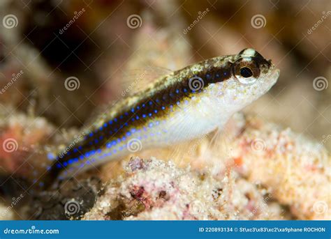 Striped Goby Gobius Vittatus Fish Royalty Free Stock Photo