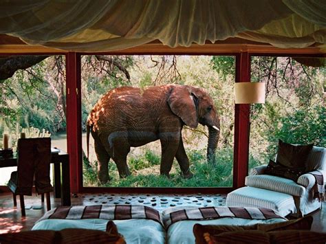 8 Hotels Where Wild Animals Roam Free Condé Nast Traveler Africa