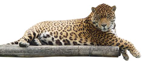 Jaguar Png Images Free Download