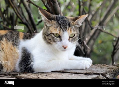 Black Calico Hi Res Stock Photography And Images Alamy