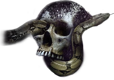Snakes Skulls Snake Skull Sticker By Zachthekhajiit