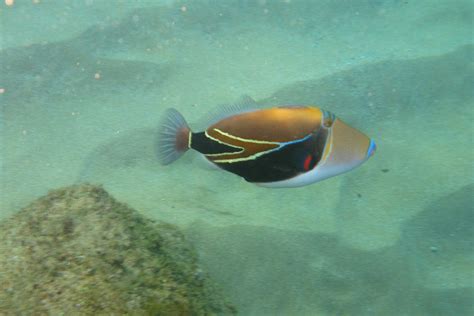 Humuhumunukunukuapua‘a Reef Triggerfish Rhinecanthus Recta Flickr