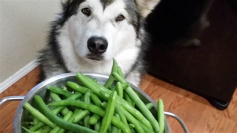 There are many ways to prepare eggs. Can Dogs Eat Green Beans? | PetHelpful