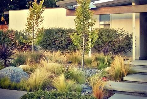 8 Drought Tolerant Lawn Substitutes Lawn Alternatives Waterwise