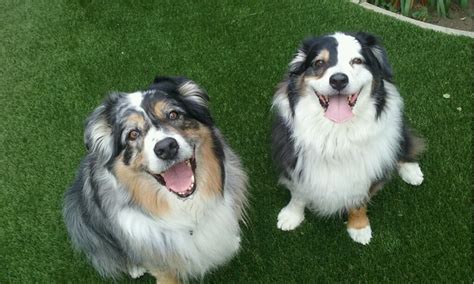 Keep On Smiling My Happy Dogs Aussie Dogs Happy Dogs Buddy Crazy