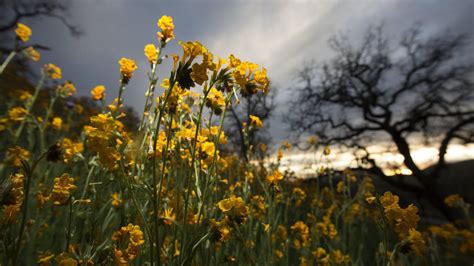 Heavy Rains Spark Rare Super Bloom Of Wildflowers In California