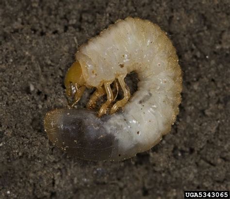 Ecologically Safe Ways To Get Rid Of Grubs In Your Lawn Eco Pest