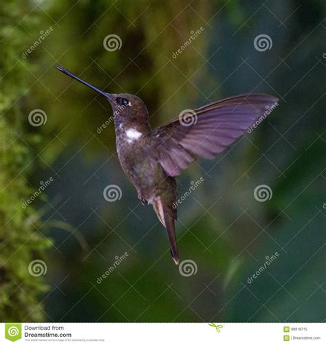 Brown Hummingbird In Flight Stock Image Image Of Hummingbird Moss