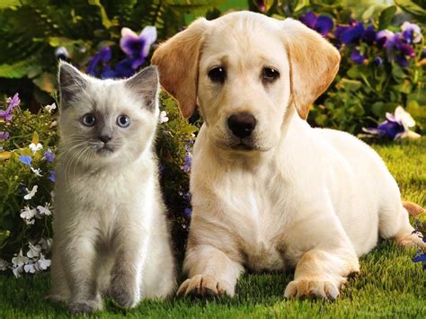 Puppies And Kittens Quotes Quotesgram