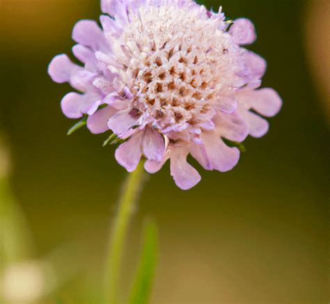 Scabiosa Stellata La Esperanza Farms