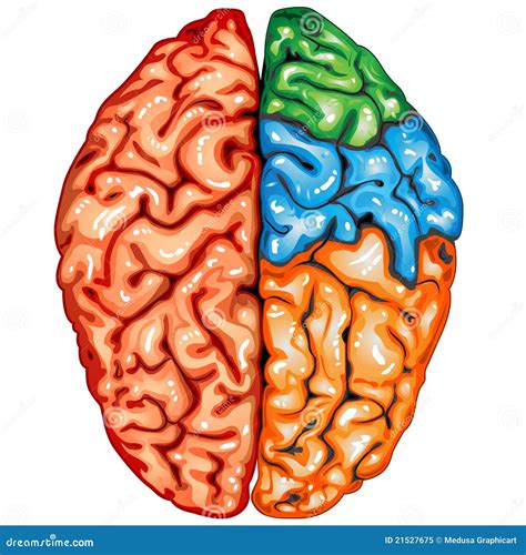 Vista Superiore Del Cervello Umano Illustrazione Vettoriale
