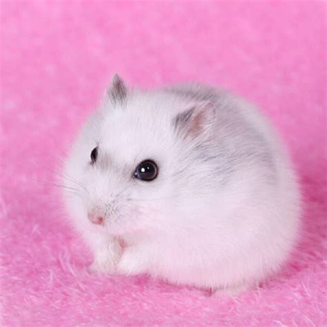 Hình Ảnh Chuột Hamster Cute Đẹp Nhất Chỉ Có Tại Batterydown