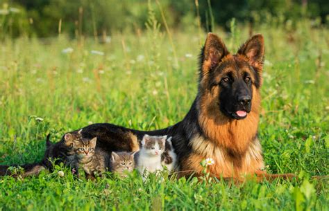 Can German Shepherds Be Good With Cats