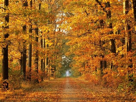 1600x1200 1600x1200 Road Autumn Trees Avenue Leaf Fall October