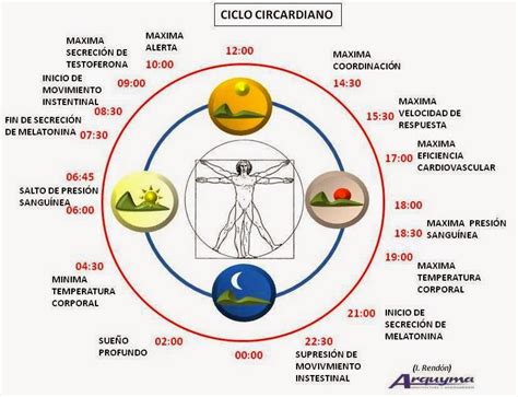 Cronograma Ciclo Circadiano