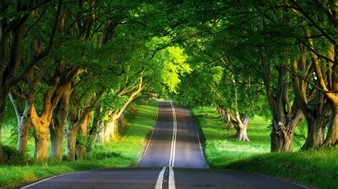 Road Covered By Trees 1920x1080 Wallpaper