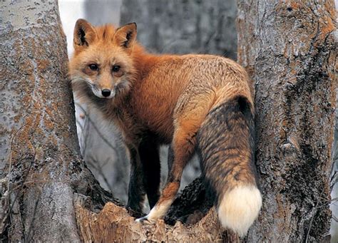 Fox Wildlife The Wildlife