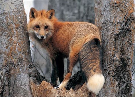 The Red Fox Animal Facts And New Pictures The Wildlife