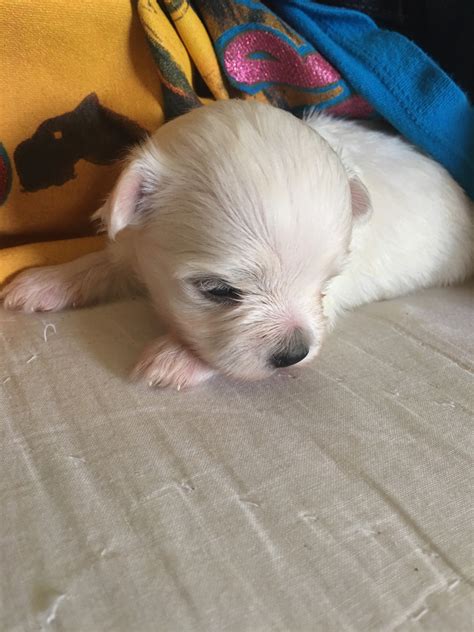 Uptown puppies has the highest quality maltese puppies from the most ethical breeders in charlotte nc. Maltese Puppies For Sale | Sylva, NC #301399 | Petzlover
