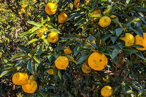 Yuzu A Complete Culinary Guide To Finding Choosing And Using