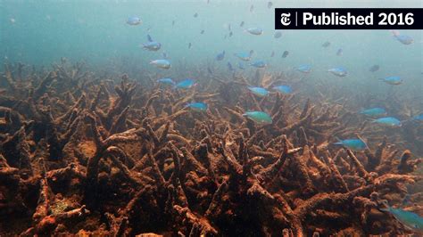 Great Barrier Reef Hit By Worst Coral Die Off On Record Scientists Say