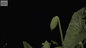 Squirting Cucumber Gifs Find Share On Giphy