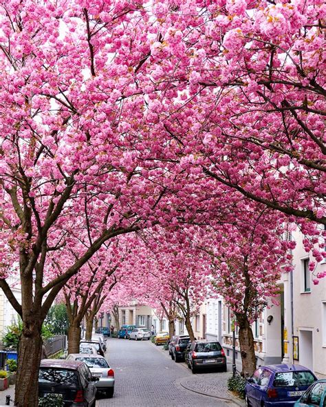 Cherry Blossom In Bonn Germany Cherry Blossom Avenue Spring
