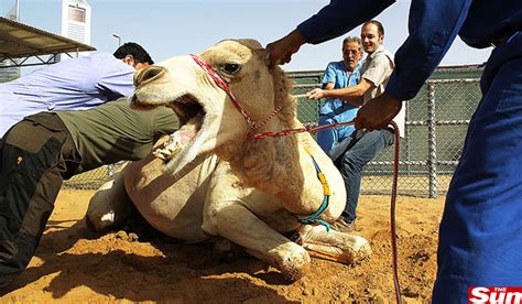 Fotógrafo Flagra Camelo Engolindo Uma Veterinária Esquisitices R7