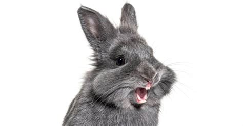 Rabbit Teeth Everything You Need To Know A Z Animals