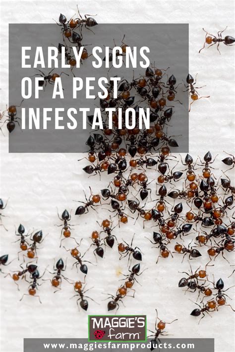 Early Signs Of A Pest Infestation In 2021 Pest Infestation