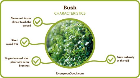 Shrubs Vs Bush Comparing Two Horticultural Plants Evergreen Seeds