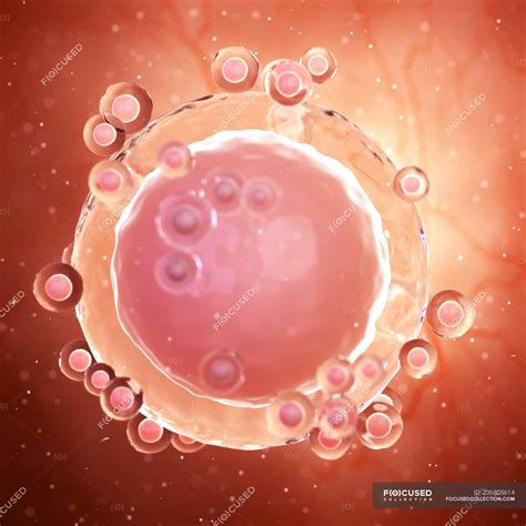 Illustration Of Unfertilized Human Egg Cell — Procreation Health