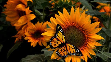 Girassol Borboleta 1920×1080 Wallpaper Wp60024 Sunflower Butterfly