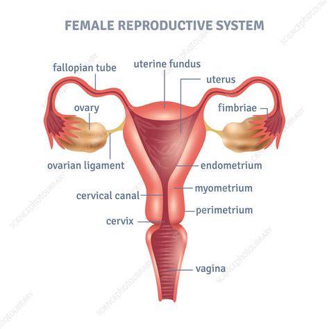 Female Reproductive Organs Diagram Telegraph