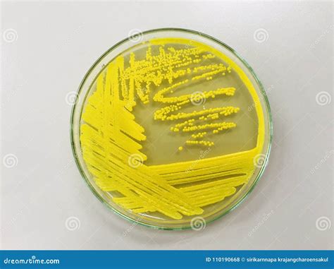Micrococcus Luteus Royalty Free Stock Photo 78001725
