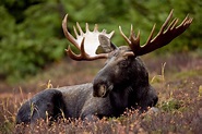File:A bull moose animal mammal.jpg