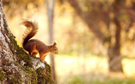 Squirrel Wallpapers Hd Backgrounds