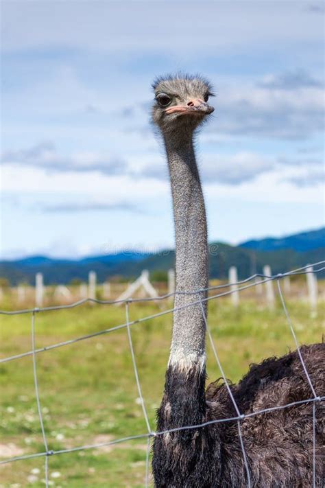 Funny Ostrich Stock Image Image Of Animal Feathers 13638907