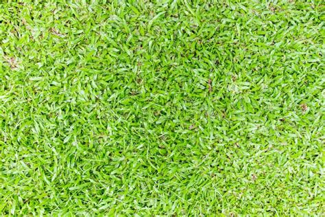 Green Grass Texture Background Green Grass Pattern And Texture Stock Image Image Of Golf