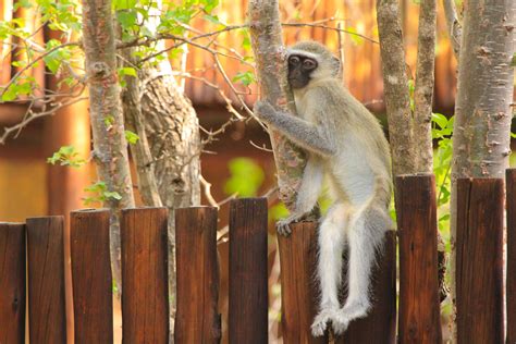 Free Images Nature Branch Wildlife Zoo Mammal Monkey Fauna