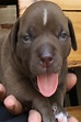 Craigslist Free Pitbull Puppies / 8 week old puppy for sale http ...