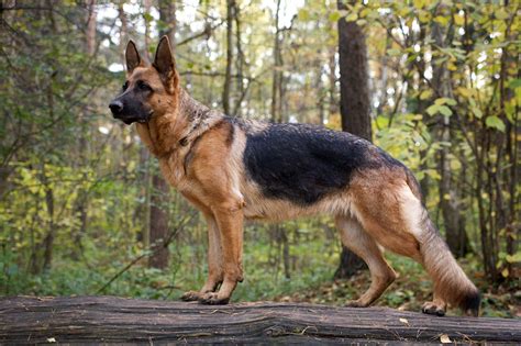 German Shepherd Double Coat What You Need To Know Wag Pet Boutique