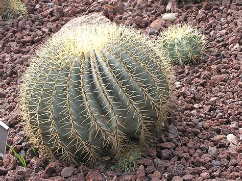 Blue Barrel Cactus Ferocactus Glaucescens In Great Barrington