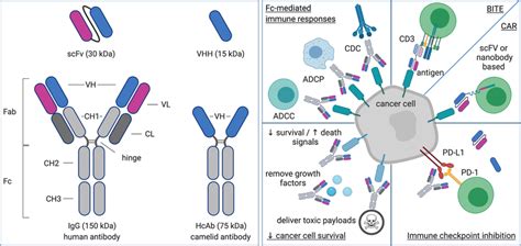 The Structure And Application Of Antibody Fragments For Cancer