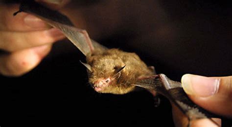 Bumblebee bat stock image z915 0043 science photo library. Kitti's Hog-Nosed Bat Is World's Smallest Mammal - memoirs ...