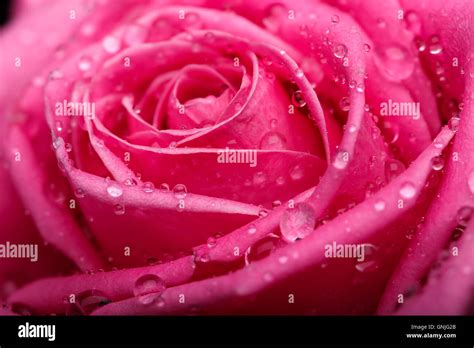 Closeup On Center Of Beautiful Pink Rose Stock Photo Alamy