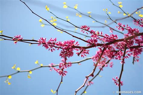 Framed Photo Print Of Redbud Cercis Canadensis Print Picture Image